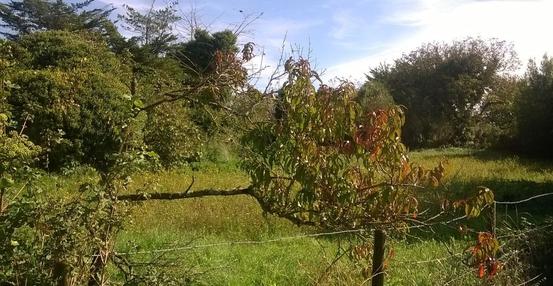 CHARRON - 1056 m2 - 55000euros