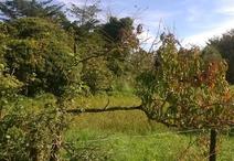 CHARRON - 1056 m2 - 55000euros