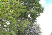 MOUTIERS-LES-MAUXFAITS - 1149 m2 - 79400euros